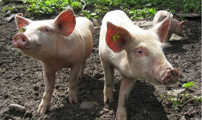 Heo kêu trong mơ: tiếng chuông về áp lực và quản trị chi tiêu