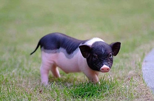 Nằm mơ thấy heo: biểu tượng sung túc, tích lũy và nhịp sống đủ đầy