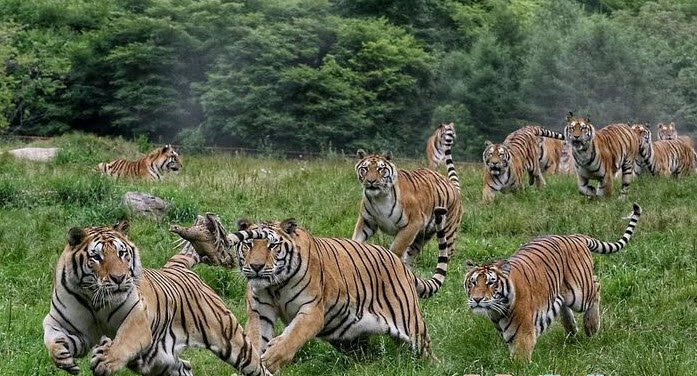 Hổ xuất hiện trong nhà trong giấc mơ: đọc đúng tín hiệu để cân bằng