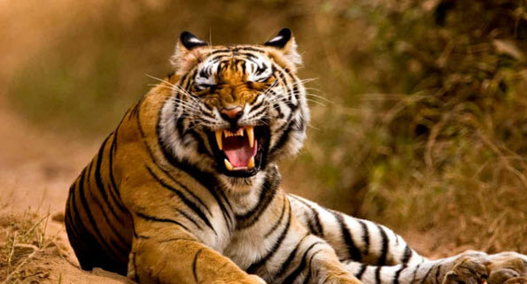 Hổ đuổi trong mơ: dấu hiệu áp lực cần đối diện đúng cách