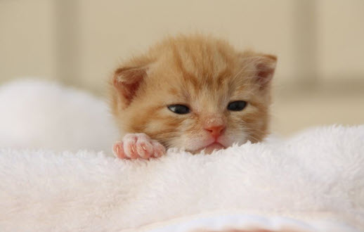 Mèo con trong giấc mơ: bản đồ hành động nhỏ và gợi ý chăm sóc bản thân