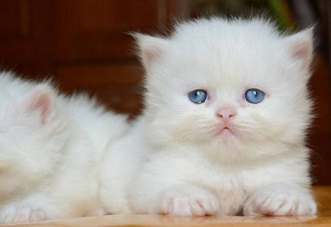 Giải mã giấc mơ thấy mèo con và các điềm báo thường gặp