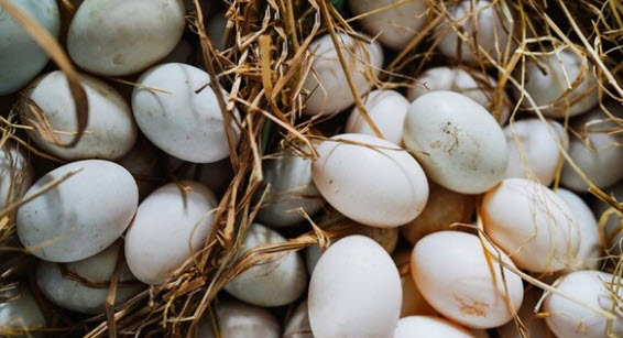 nằm mơ thấy nhặt được nhiều trứng vịt