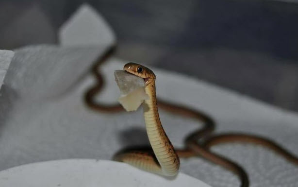 nằm mơ thấy rắn cắn người thân