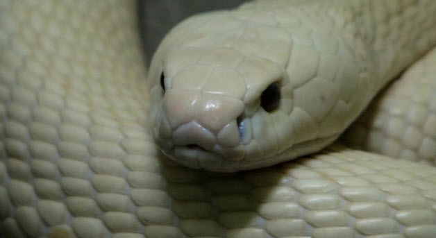 nằm mơ thấy rắn trắng