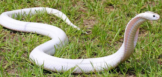 nằm mơ thấy rắn trắng