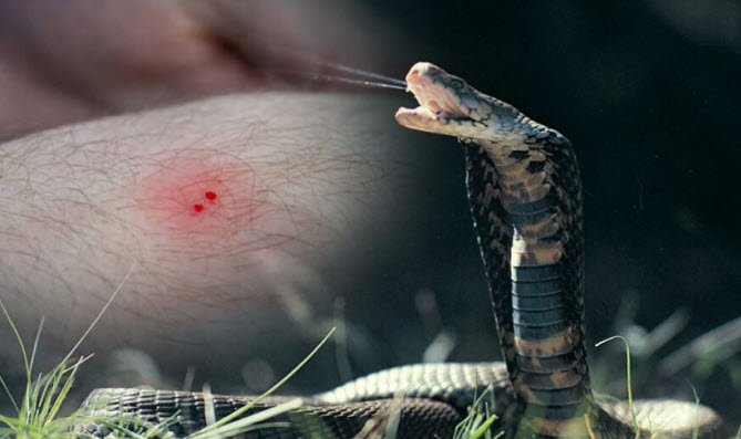 nằm mơ thấy rắn cắn