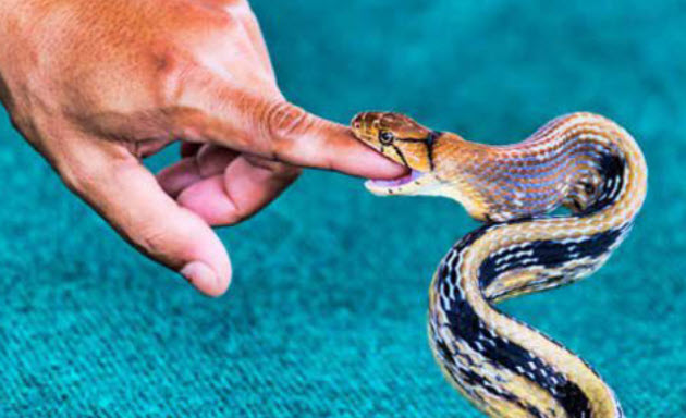 nằm mơ thấy rắn cắn