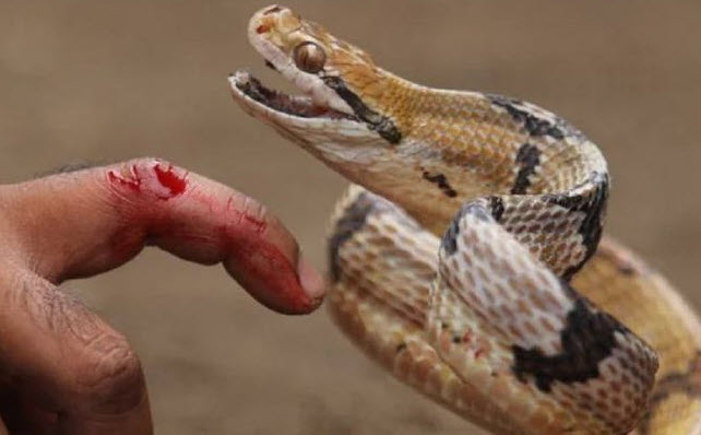 nằm mơ thấy rắn cắn