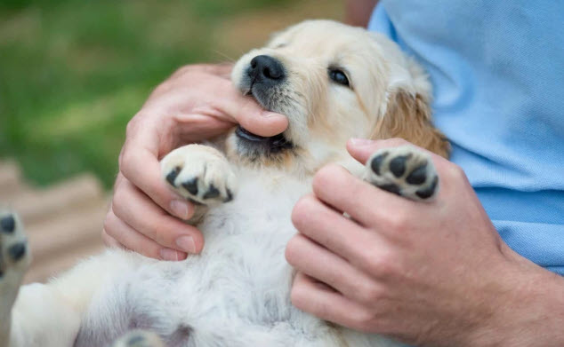 Nằm mơ thấy chó cắn vào tay