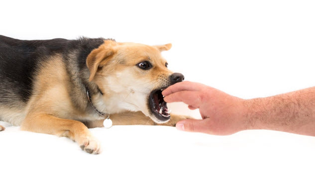 Giải mã giấc mơ thấy chó cắn vào tay