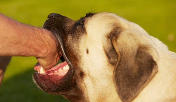 Giải mã giấc mơ thấy chó cắn vào tay