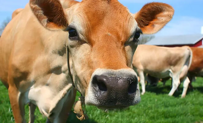 nằm mơ thấy con bò 