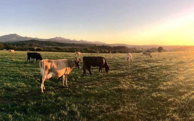 nằm mơ thấy con bò 