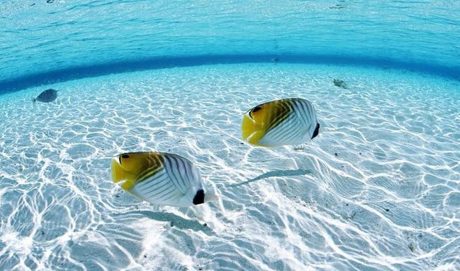 nằm mơ thấy cá