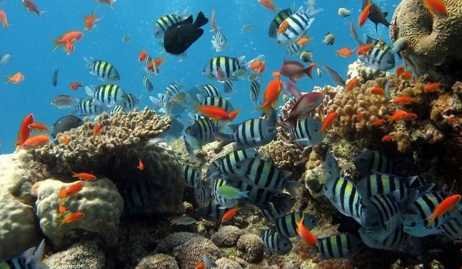 nằm mơ thấy cá