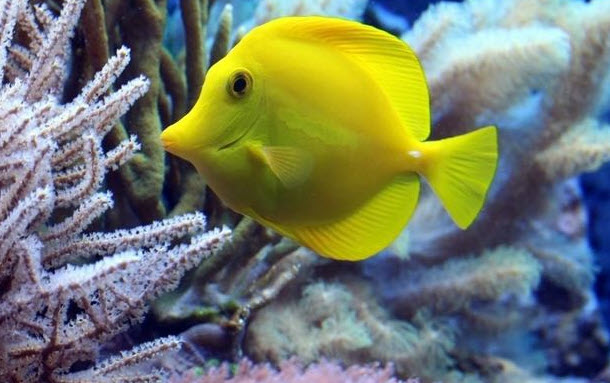 nằm mơ thấy cá