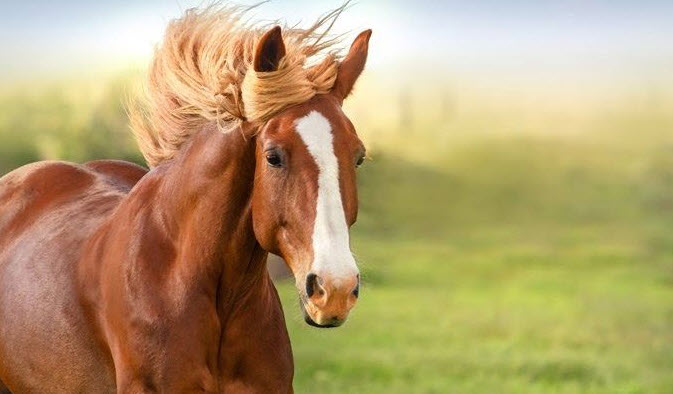 ngựa trong giấc mơ