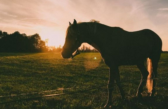 nằm mơ thấy ngựa đen