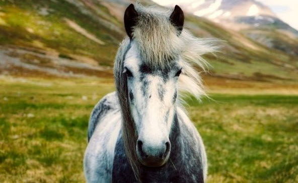 nằm mơ thấy ngựa