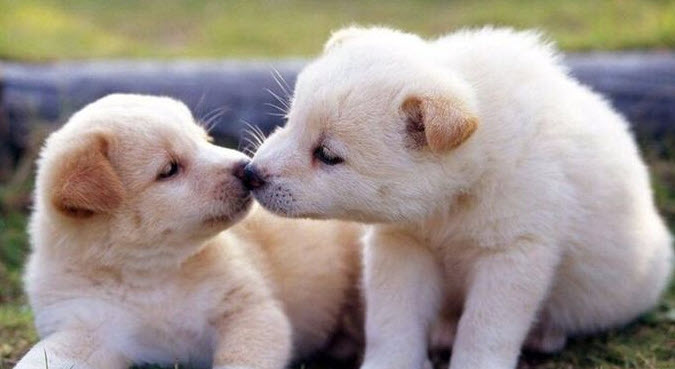 nằm mơ thấy nhiều chó con