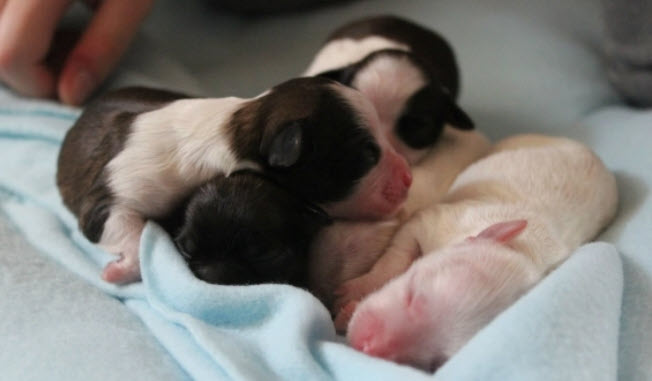 nằm mơ thấy nhiều chó con