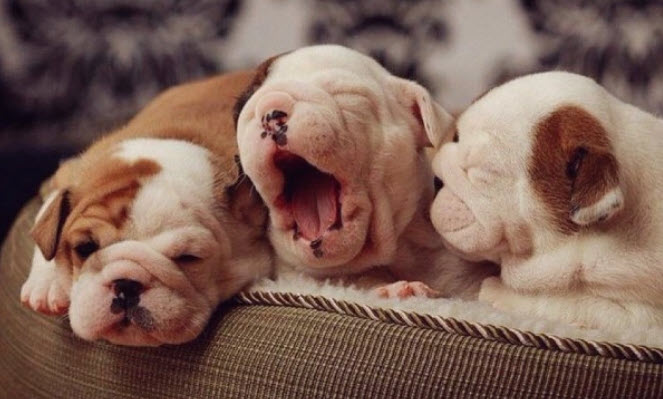 nằm mơ thấy nhiều chó con