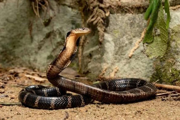 nằm mơ thấy rắn đuổi