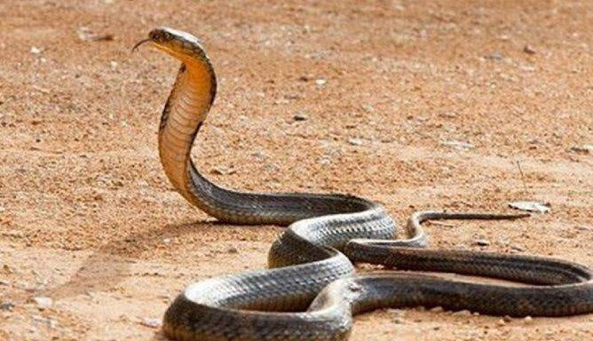 nằm mơ thấy rắn đuổi