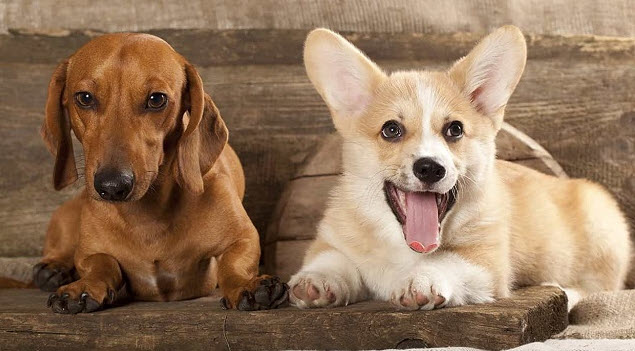 nằm mơ thấy 2 con chó