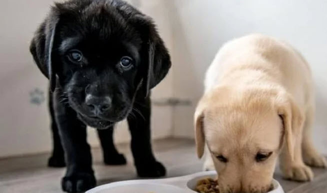 nằm mơ thấy 2 con chó