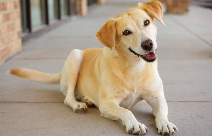 nằm mơ thấy chó vàng