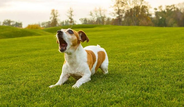 nằm mơ thấy chó vàng