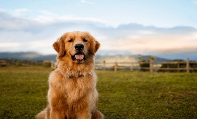 nằm mơ thấy chó vàng