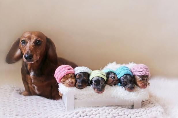 Nằm mơ thấy chó đẻ