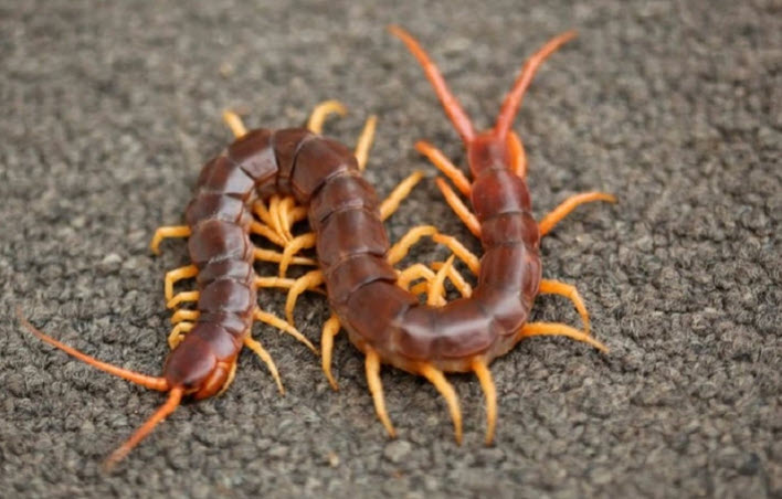 nằm mơ thấy con rết