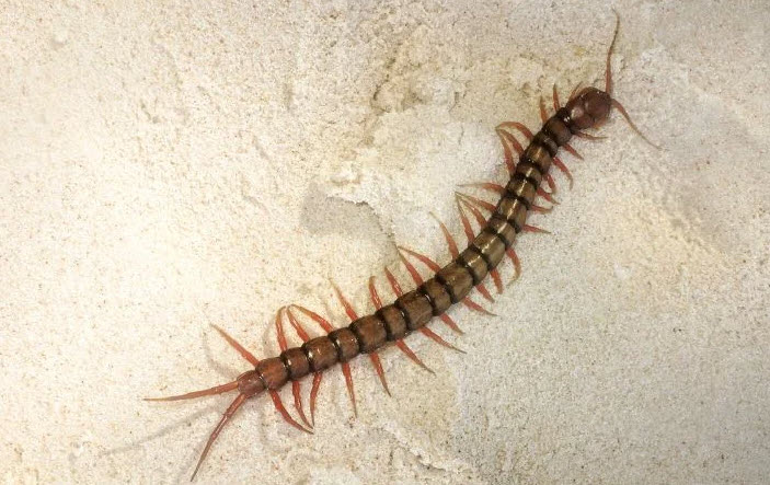 nằm mơ thấy con rết