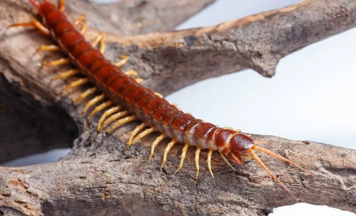 nằm mơ thấy con rết