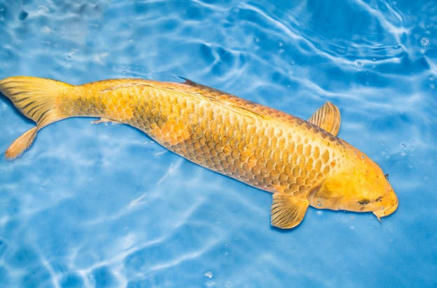 nằm mơ thấy cá chép