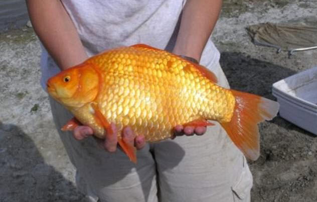 nằm mơ thấy cá chép