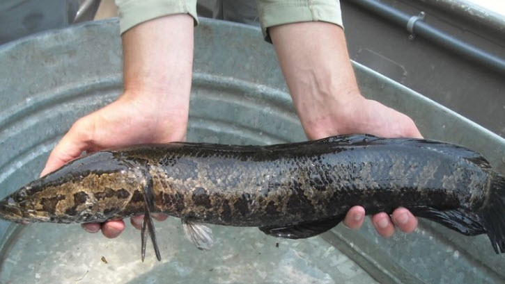 nằm mơ thấy cá lóc