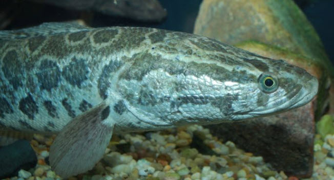 nằm mơ thấy cá lóc