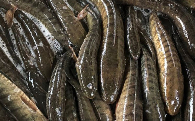 nằm mơ thấy cá lóc