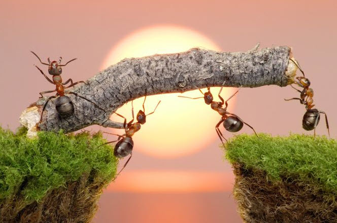 nằm mơ thấy kiến