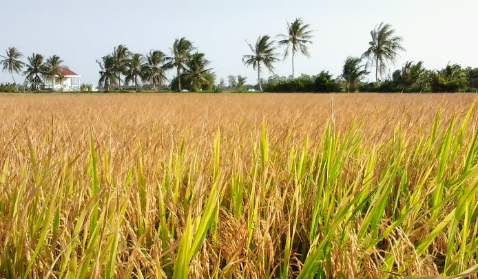nằm mơ thấy mình đi gặt lúa