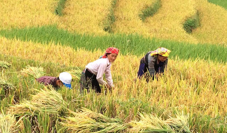 nằm mơ thấy mình đi gặt lúa