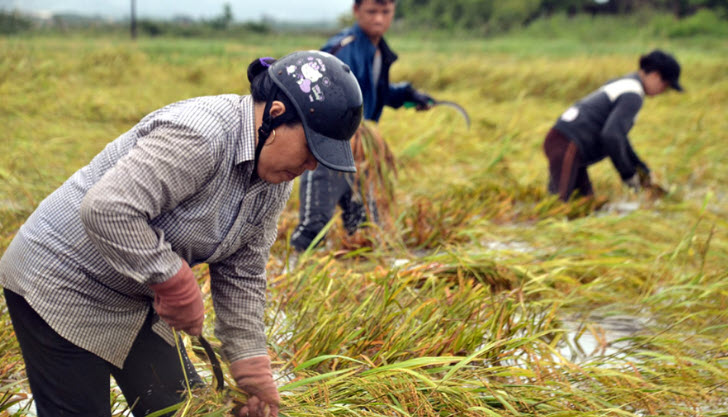 nằm mơ thấy mình đi gặt lúa