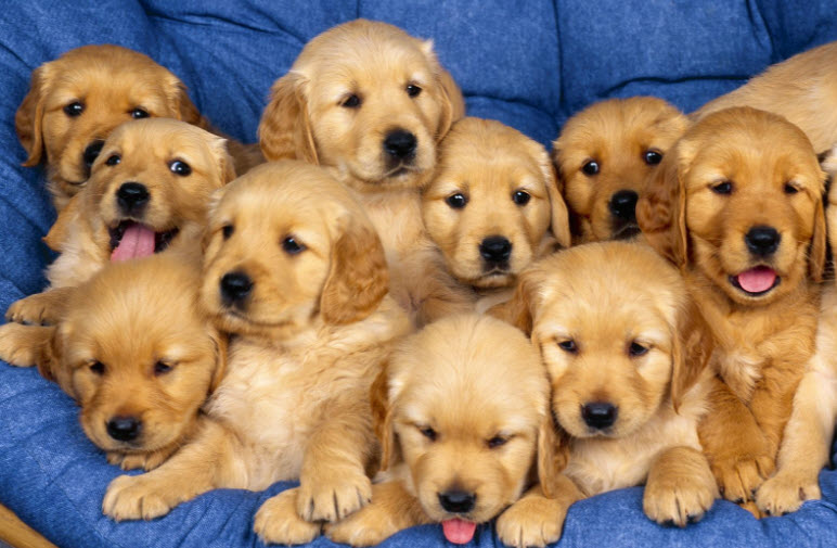 nằm mơ thấy nhiều chó