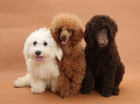 nằm mơ thấy nhiều chó