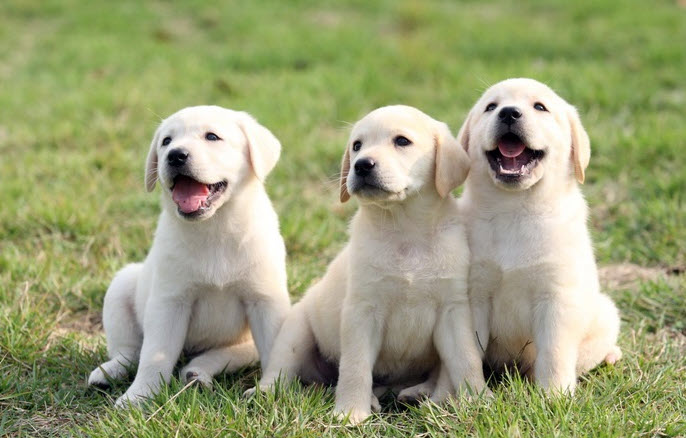 nằm mơ thấy nhiều chó